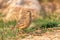 Oriental Skylark face to face