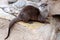 Oriental Small-clawed Otter