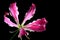 Oriental Star Lily