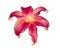 Oriental Stargazer Lily
