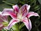 Oriental Stargazer Lily - Lilium