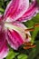 Oriental Stargazer Lily - Lilium