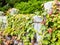 Oriental stone fence covered in green vines