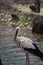 An oriental stork resting on the shallow.  Osaka Japan