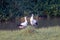 Oriental Stork seeking for food in wetland