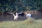 Oriental Stork seeking for food in wetland