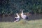 Oriental Stork seeking for food in wetland