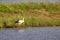 Oriental Stork seeking for food in wetland