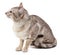 Oriental tabby-point male cat sitting.