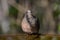 Oriental turtle dove