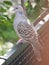 Oriental Turtle Dove