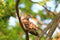 Oriental turtle dove