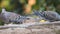 Oriental turtle dove or rufous turtle dove Streptopelia orientalis feeding on the ground at Sattal