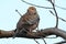 An Oriental turtle dove ( Streptopelia orientalis ).