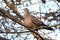 An Oriental turtle dove ( Streptopelia orientalis ).