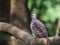 Oriental Turtle-Dove (Streptopelia orientalis) perching on a branch with green nature blurred background and copy space.