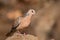 An Oriental Turtle Dove, Streptopelia orientalis, on a rock