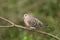 Oriental Turtle Dove- Streptopelia orientalis, Sattal, Uttarakhand,