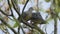 Oriental Turtle Dove ( Taiwan birds ).