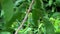 Oriental Whip Snake Ahaetulla prasina on Tree Branch