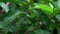 Oriental whip snake ahaetulla prasina on tree branch