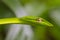 Oriental Whipsnake or Asian Vine Snake