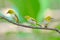 Oriental White-eye Bird