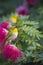 Oriental white-eye bird in red powder buff flowers