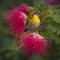 Oriental white-eye bird in red powder buff flowers