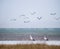 Oriental white stork in jiangxi poyang lake