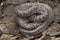 Oriental wolfsnake Lycodon capucinus found in tropical forest Though the wolf snake is non-venomous,