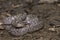 Oriental wolfsnake Lycodon capucinus found in tropical forest Though the wolf snake is non-venomous,