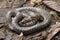 Oriental wolfsnake Lycodon capucinus found in tropical forest Though the wolf snake is non-venomous,