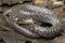 Oriental wolfsnake Lycodon capucinus found in tropical forest Though the wolf snake is non-venomous,