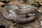 Oriental wolfsnake Lycodon capucinus found in tropical forest Though the wolf snake is non-venomous,