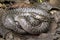 Oriental wolfsnake Lycodon capucinus found in tropical forest Though the wolf snake is non-venomous,