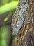 Oriente bearded anole, Anolis porcus, is one of the larger anolis