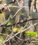 Oriente Warbler singing on a branch