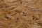 Oriented strand board OSB wallpaper. Abstract wooden background.