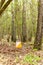 Orienteering. Control point Prism and electric composter for orienteering in the spring forest