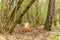 Orienteering. Control point Prism and electric composter for orienteering in the spring forest