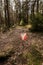 Orienteering control post in a clearing in the forest..