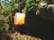 Orienteering orange white box outdoor in forest. Popular sport