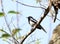 Orientel magpie-robin