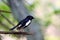 Orientel magpie-robin