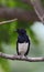 Orientel magpie-robin