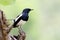 Orientel magpie-robin