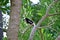 Orientel magpie-robin