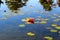 Origami boat in a pond with lilies on the water and reflections of lilies and trees. Beautiful landscape with paper boat