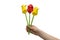 Origami colored paper tulip bouquet in child hand on white background